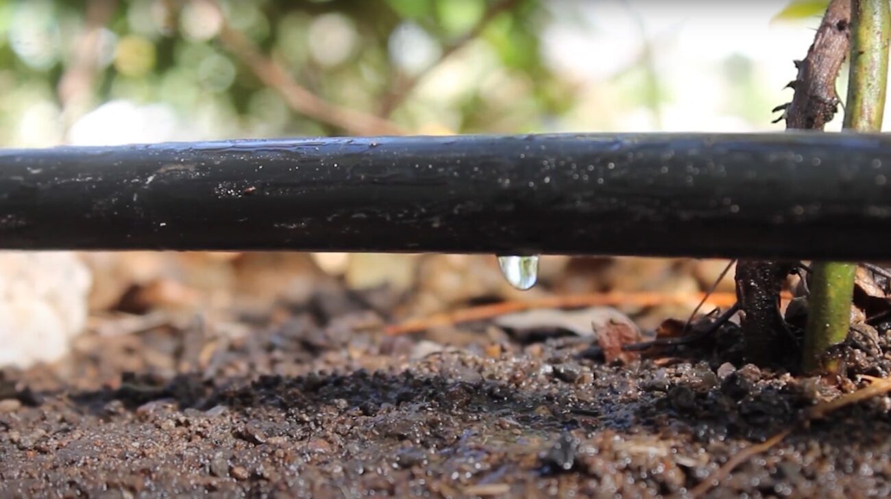 CintadeGoteo 1300x729 - Ahorra agua con cintas de goteo en tus cultivos